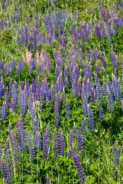 Campo Lupine Con Flores Azules Verano — Foto de Stock