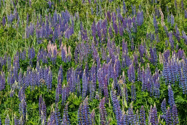Campo Lupine Con Flores Azules Verano — Foto de Stock