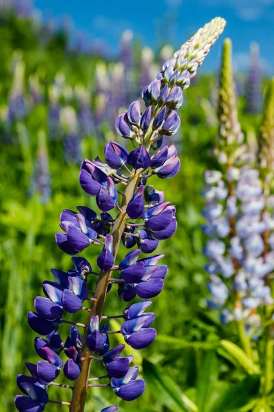 Campo Lupine Con Flores Azules Verano — Foto de Stock