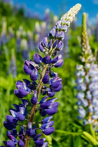 Lupine Mező Kék Virágokkal Nyáron — Stock Fotó