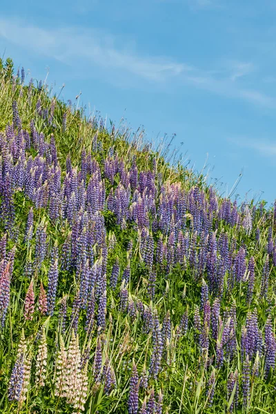 夏に青いラインの花を持つスキー場 — ストック写真