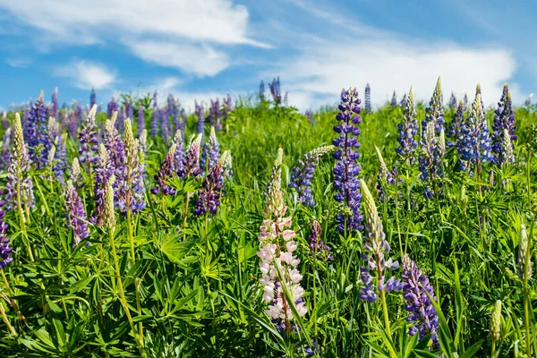 Lupine Veld Met Blauwe Bloemen Zomer — Stockfoto