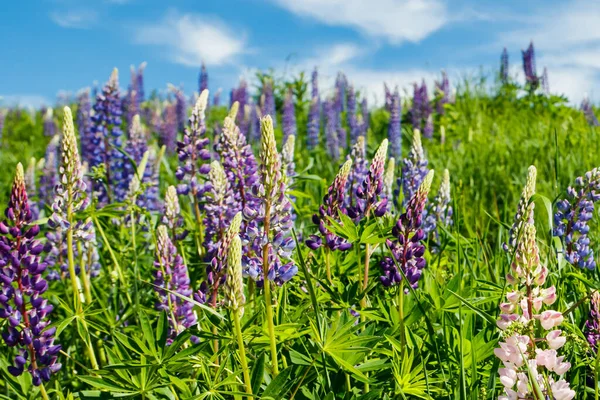 Lupin Fält Med Blå Blommor Sommaren — Stockfoto