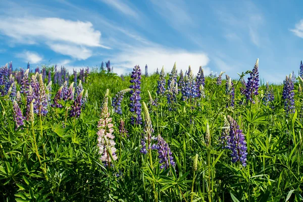 Campo Lupine Con Flores Azules Verano —  Fotos de Stock