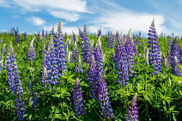 Lupine Veld Met Blauwe Bloemen Zomer — Stockfoto
