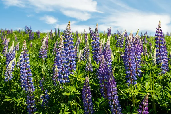 Lupin Fält Med Blå Blommor Sommaren — Stockfoto