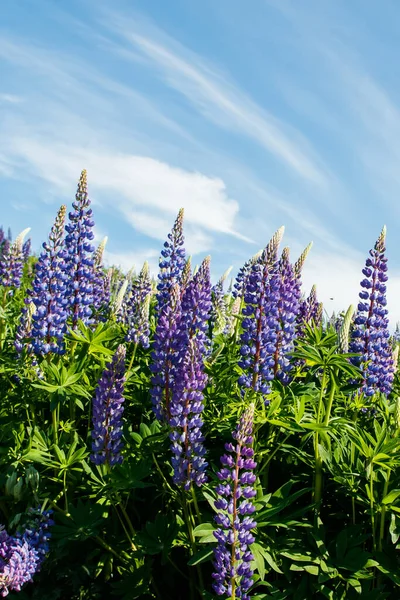 Lupin Fält Med Blå Blommor Sommaren — Stockfoto