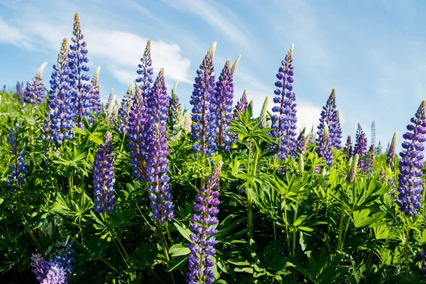 Lupin Fält Med Blå Blommor Sommaren — Stockfoto