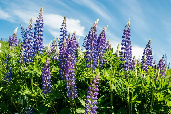 Lupin Fält Med Blå Blommor Sommaren — Stockfoto