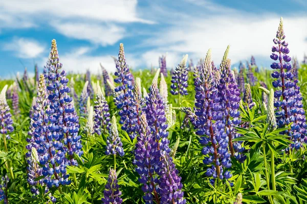 Lupine Veld Met Blauwe Bloemen Zomer — Stockfoto