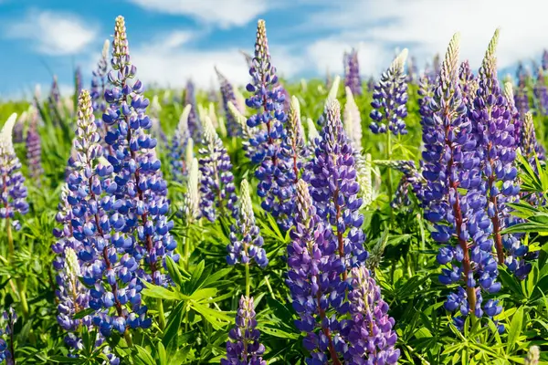 Lupin Fält Med Blå Blommor Sommaren — Stockfoto