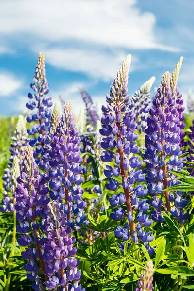 Lupin Fält Med Blå Blommor Sommaren — Stockfoto