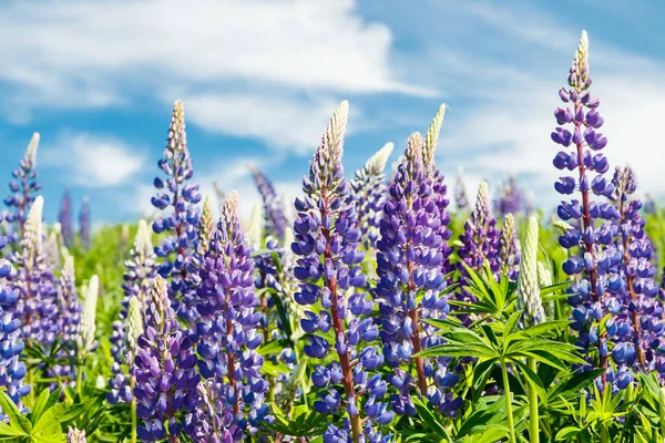 Lupin Fält Med Blå Blommor Sommaren — Stockfoto