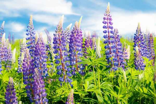 Lupin Fält Med Blå Blommor Sommaren — Stockfoto