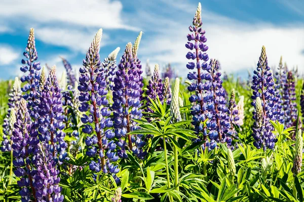 Lupin Fält Med Blå Blommor Sommaren — Stockfoto