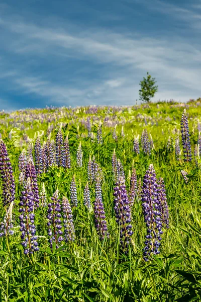 Declive Esqui Com Flores Tremoço Azuis Verão — Fotografia de Stock