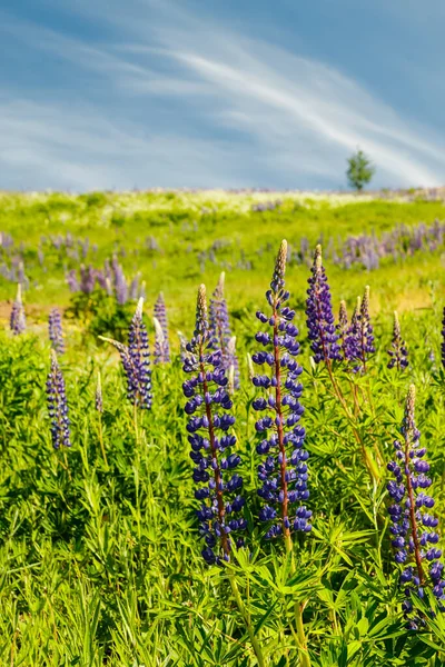 Skidbacke Med Blå Lupinblommor Sommaren — Stockfoto