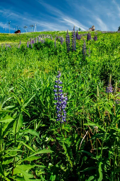 夏に青いラインの花を持つスキー場 — ストック写真