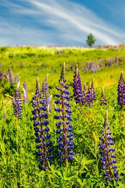 Skidbacke Med Blå Lupinblommor Sommaren — Stockfoto