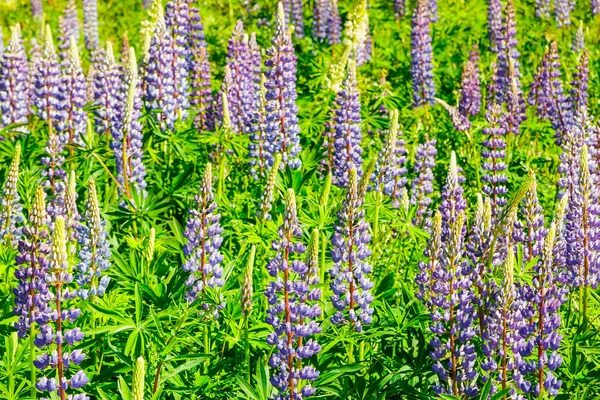 Lupin Fält Med Blå Blommor Sommaren — Stockfoto