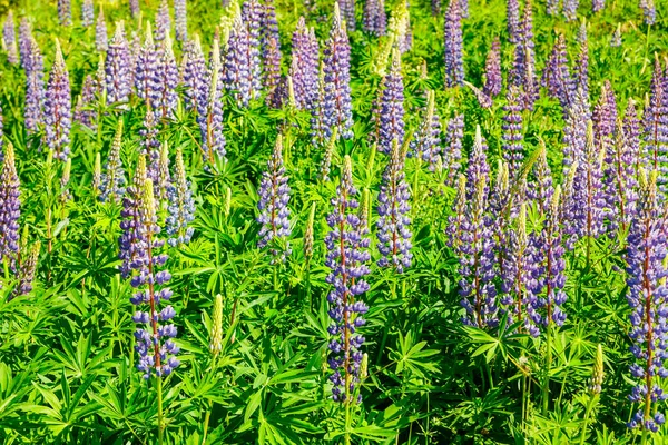 Campo Lupine Com Flores Azuis Verão — Fotografia de Stock
