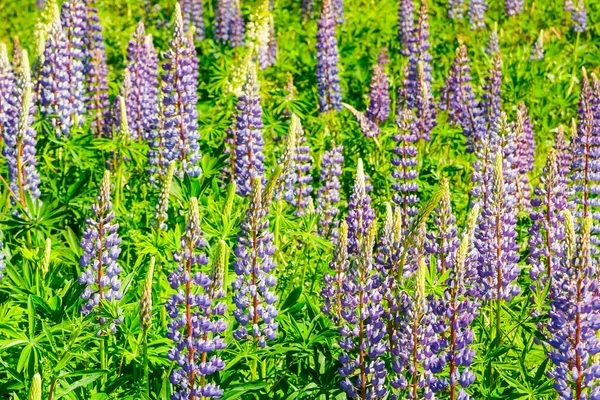 Campo Lupine Con Flores Azules Verano —  Fotos de Stock