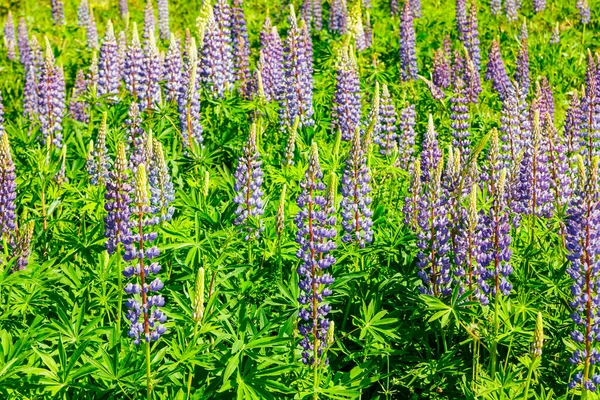 Lupin Fält Med Blå Blommor Sommaren — Stockfoto