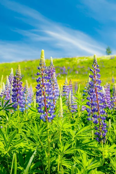 Piste Ski Avec Fleurs Lupin Bleu Été — Photo