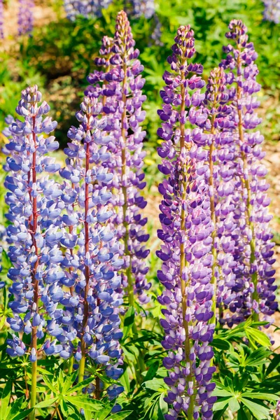 Yazın Mavi Çiçekli Lupine Tarlası — Stok fotoğraf