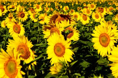 Yazın açan büyük sarı ayçiçeği tarlası