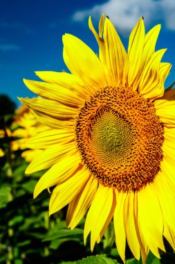 Mavi gökyüzünün arka planında açan ayçiçeği