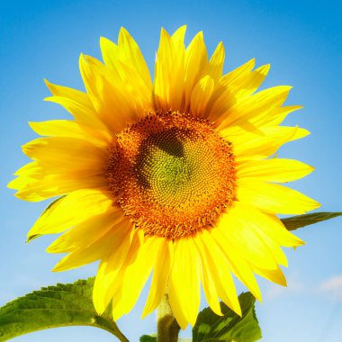 Mavi gökyüzünün arka planında açan ayçiçeği