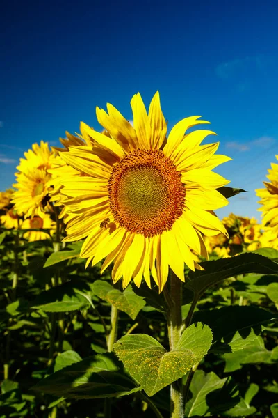 Mavi gökyüzünün arka planında açan ayçiçeği