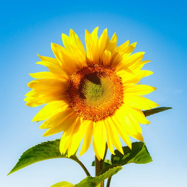 Mavi gökyüzünün arka planında açan ayçiçeği