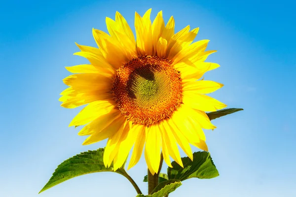 Mavi gökyüzünün arka planında açan ayçiçeği