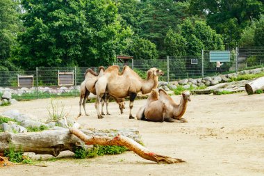 Yazın Helsinki 'deki Korkeasaari Hayvanat Bahçesi' nde develer