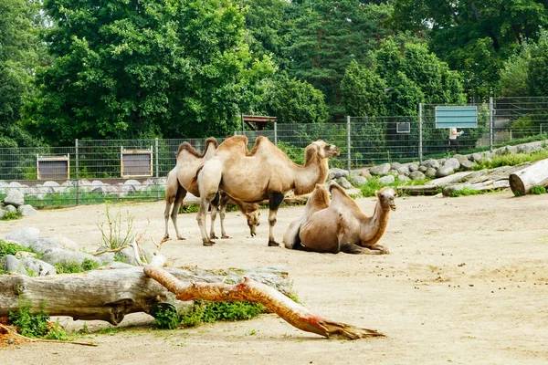 Верблюди Зоопарку Коркесаарі Гельсінкі Влітку — стокове фото