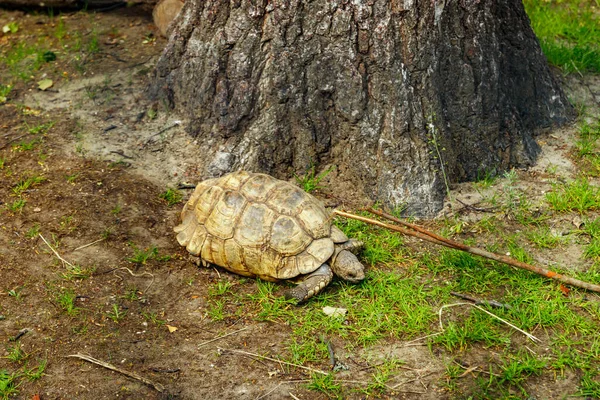 Große Schildkröte Korkeasaari Zoo Helsinki Sommer — Stockfoto