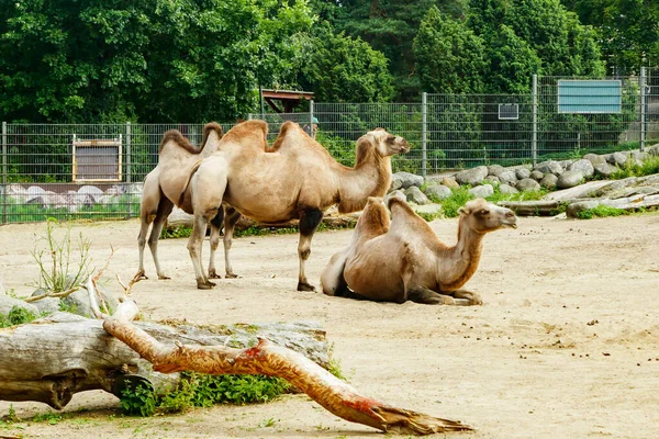 Верблюди Зоопарку Коркесаарі Гельсінкі Влітку — стокове фото