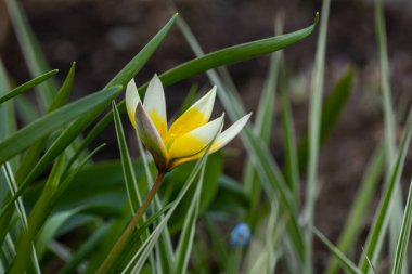 Baharda vahşi lalenin güzel sarı-beyaz çiçeği