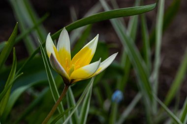 Baharda vahşi lalenin güzel sarı-beyaz çiçeği