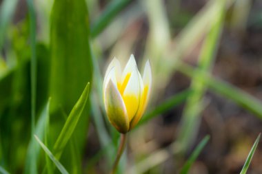 Baharda vahşi lalenin güzel sarı-beyaz çiçeği