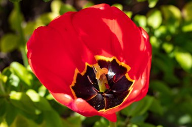 Bahar bahçesinde parlak kırmızı lale çiçeği