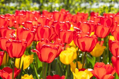 Güzel kırmızı ve sarı lale çiçekli tarla