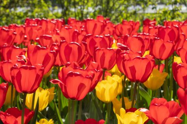 Güzel kırmızı ve sarı lale çiçekli tarla