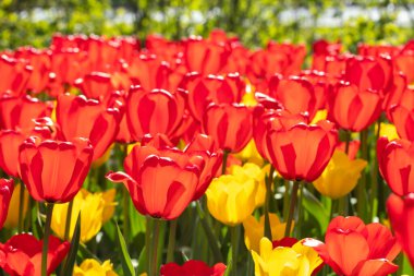 Güzel kırmızı ve sarı lale çiçekli tarla