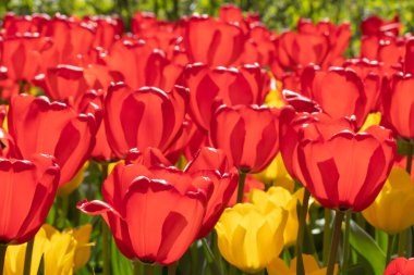 Güzel kırmızı ve sarı lale çiçekli tarla