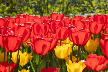 Güzel kırmızı ve sarı lale çiçekli tarla