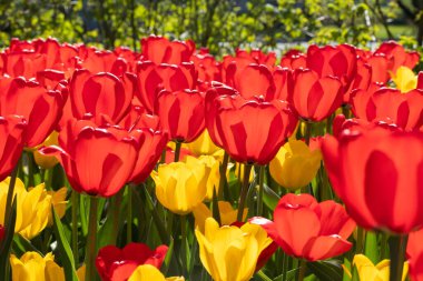 Güzel kırmızı ve sarı lale çiçekli tarla