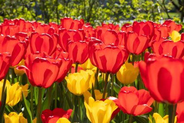 Güzel kırmızı ve sarı lale çiçekli tarla